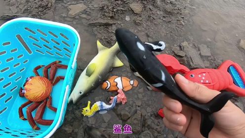 儿童启蒙动物认知系列：认识鲈鱼小丑鱼等7种海洋动物