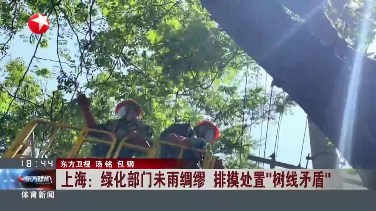 上海:绿化部门末雨绸缪 排摸处置“树线矛盾”