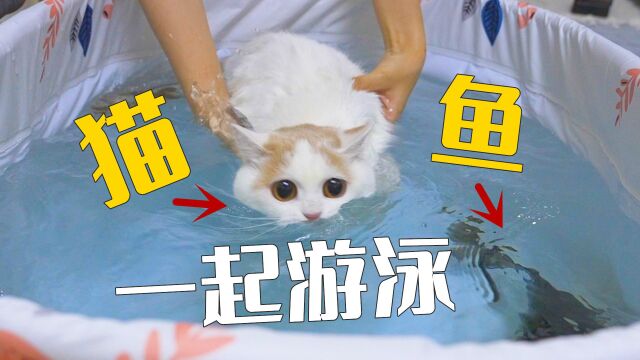 猫和鱼一起游泳,水上水下两副面孔