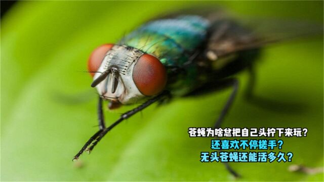 苍蝇为啥总把自己头拧下来玩?还爱不停搓手?无头苍蝇还能活多久