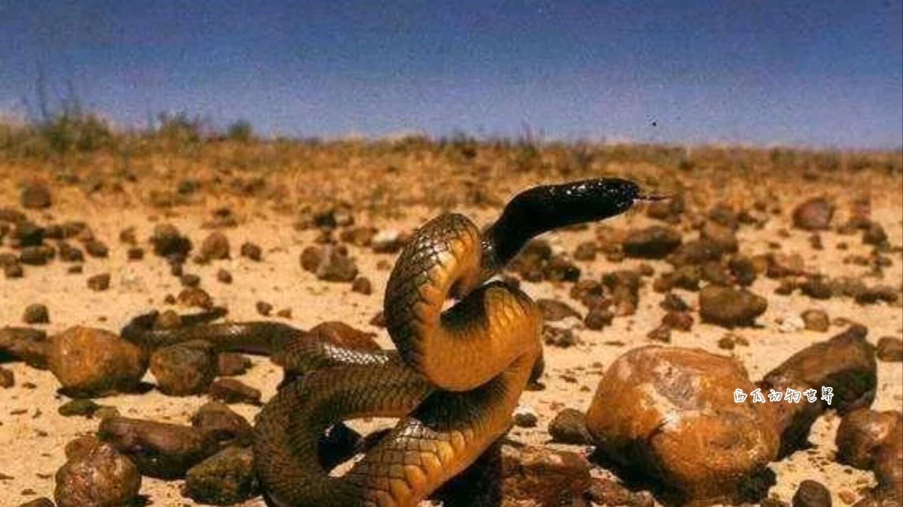 什么生肖排在蛇背后 0