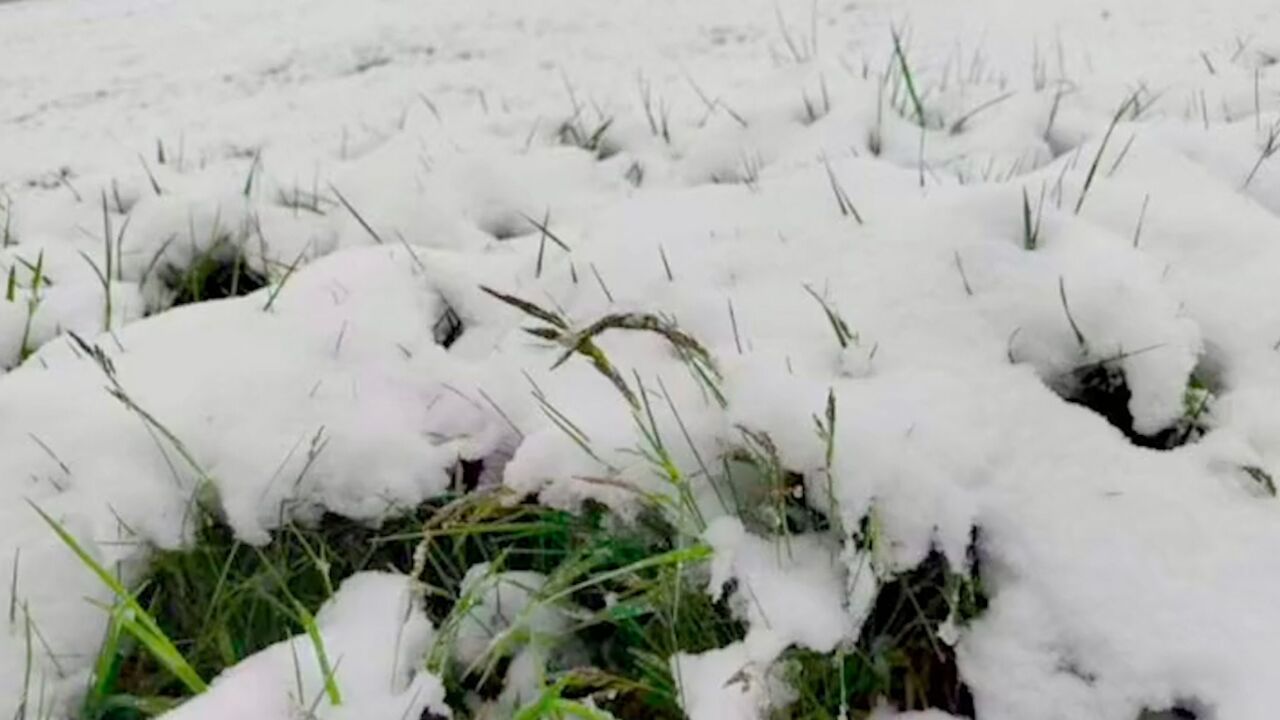 罕见!青海天峻县三伏天下雪:地上田间白茫茫一片,积雪深达3厘米