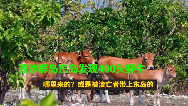 西沙群岛东岛发现400头野牛,哪里来的?或是被流亡者带上东岛的