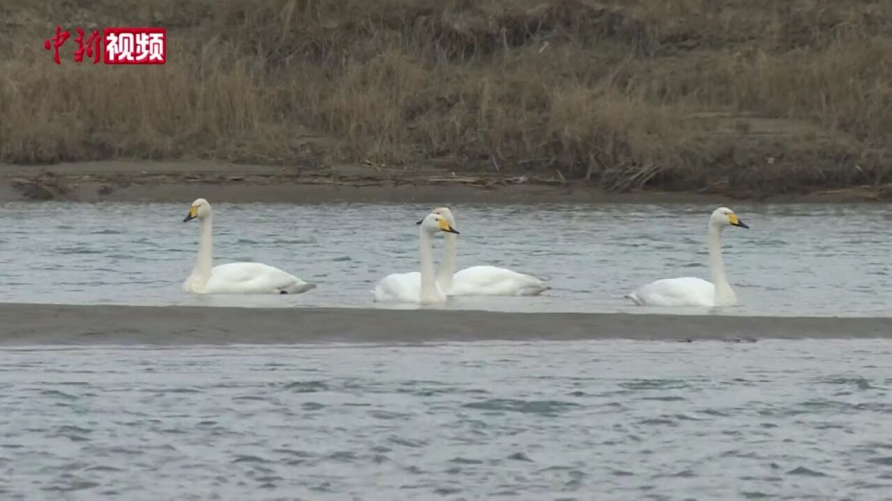 九年护河这条S形河段成了天鹅栖息地