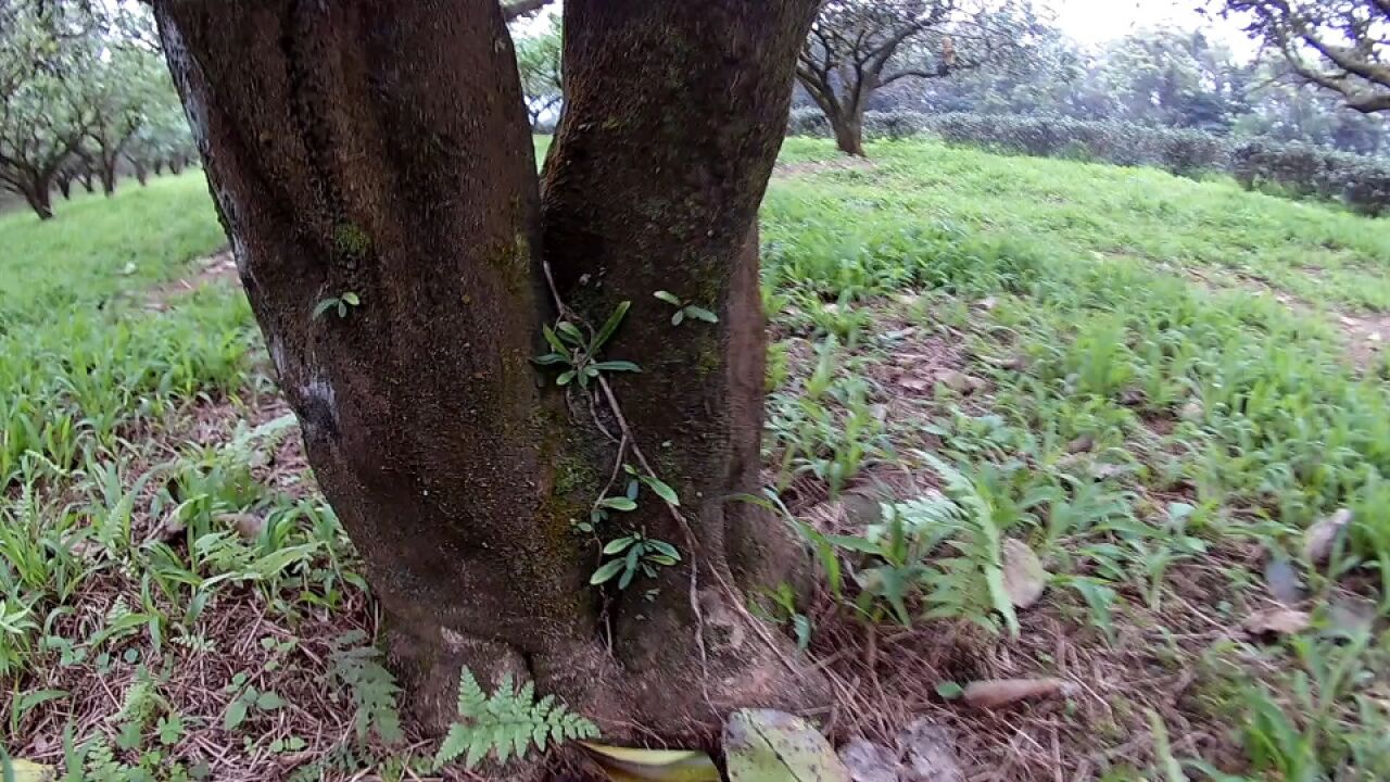 台湾人用闽南语说“老 木丛”,到底是什么意思呢