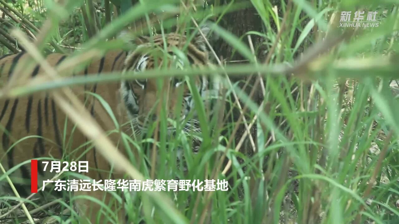 广东两头华南虎实现野外自主捕食