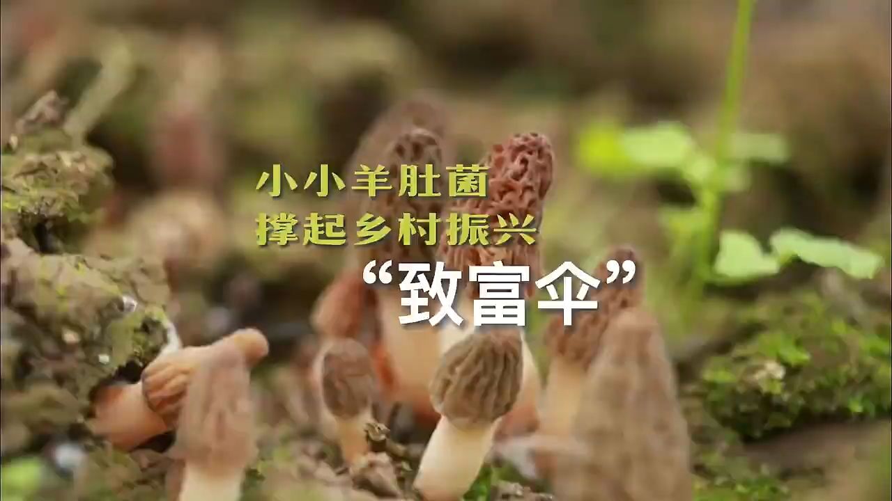 这里是甘肃|临潭:小小羊肚菌 撑起乡村振兴“致富伞”