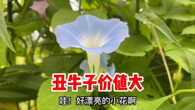 中药材牵牛花种子名曰丑牛子,原来价值那么大?很多人却不知道