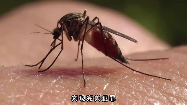 【两分钟一个小知识】母蚊子的吸血事故