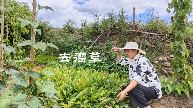 村民悄悄种植最高卖200一株的“去瘤草”,叶子像黄豆苗,你认识吗