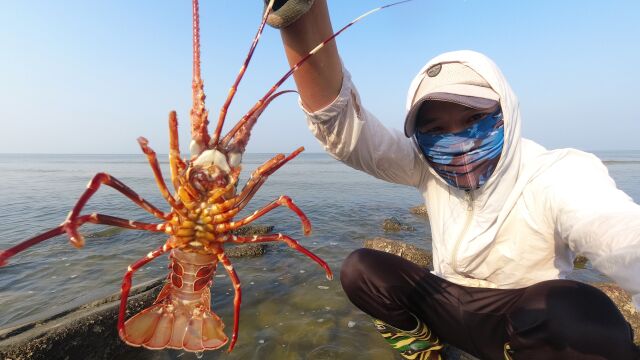 阿聪天还没亮去赶海,抓到极品大龙虾和一群石雕鱼,很难遇到过