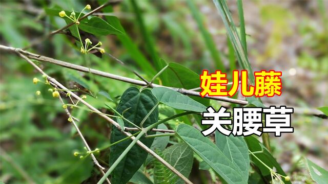 意外发现一株难求的植物,七层楼别名“关腰草”,价值高用途广泛