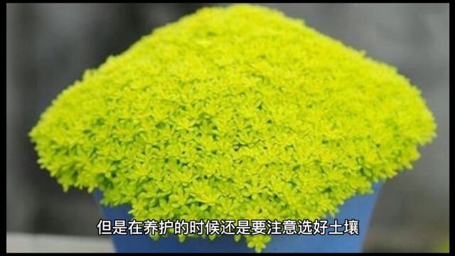 为什么你种的黄金万年草管的越勤越长不好?