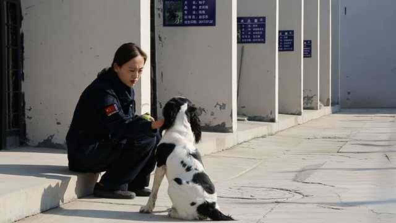 90后警花6个月训犬:家人不怎么理解