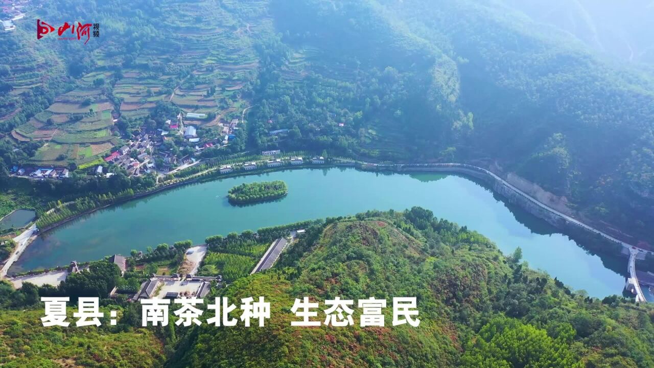 夏县:南茶北种 生态富民