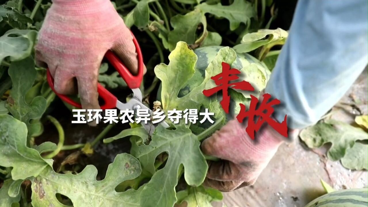 浙江玉环果农走出家乡 规模化种植迎来大丰收