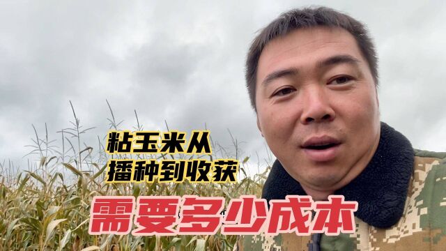 粘玉米从播种到收获,到底需要多少成本,农民小郭给大家算笔账