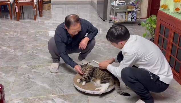 花卷出息了,今天让小哥哥梳毛了 #狸花猫 #猫