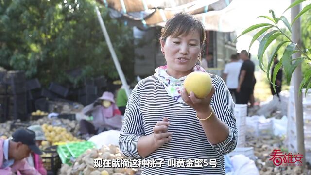 金秋硕果甜 | “雄安水果”喜迎丰收