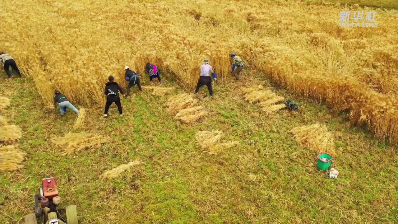 高原秋收美,香格里拉青稞迎丰收