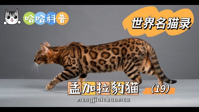 世界名猫录孟加拉豹猫(19)