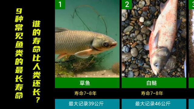 9种常见鱼类的最长寿命,鲤鱼能活40年,黑鱼最长100年