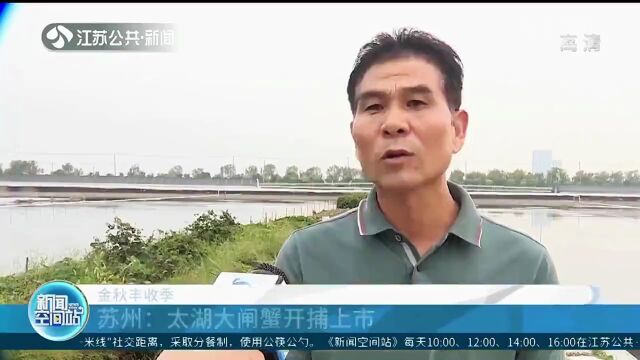 太湖大闸蟹开捕上市!价格亲民,国庆期间可以尝鲜!