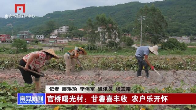 官桥曙光村:甘薯喜丰收 农户乐开怀