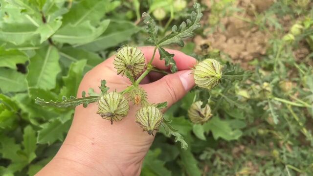 田间野草“野西瓜苗”,对人的好处还真不少,大家一起来了解下