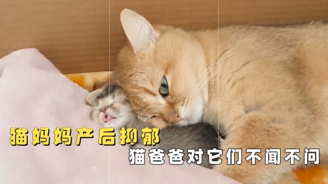 猫妈妈无意中生下小奶猫,猫爸对小猫不闻不问,猫妈妈因此抑郁了