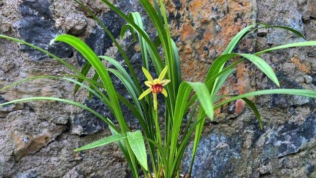 这兰花是变异了吗?今天基地里巡查时发现一株四季兰开花很特殊