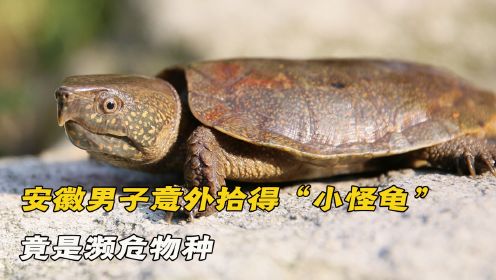 安徽一男子发现怪龟，长相奇怪不会缩头，竟是濒危物种鹰嘴龟