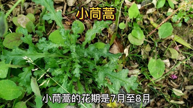 西藏拉萨的小叶茼蒿,10月份还在开花,你们知道吗?