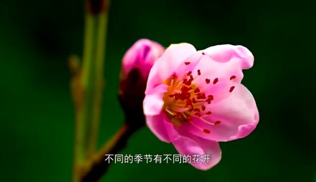 我奋斗ⷥ›𝧾Ž!刘宏涛解码植物光信号的故事