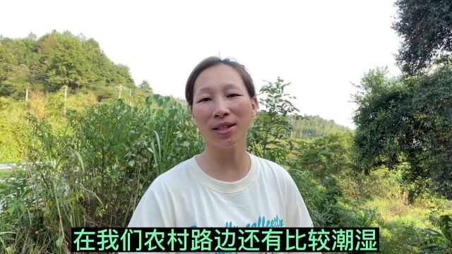 “曼珠沙华”开出的花如此美丽,为何没人挖回家里种,你知道吗?