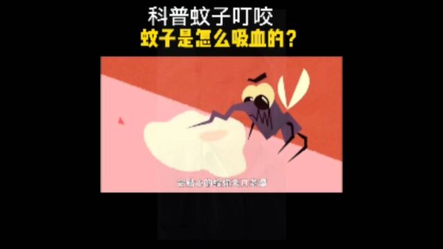 科普蚊子叮咬,蚊子是怎么吸血的?