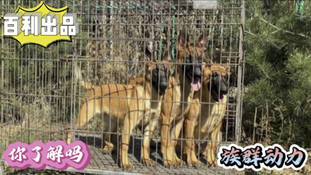 剖析族群动力在训犬中的重要性