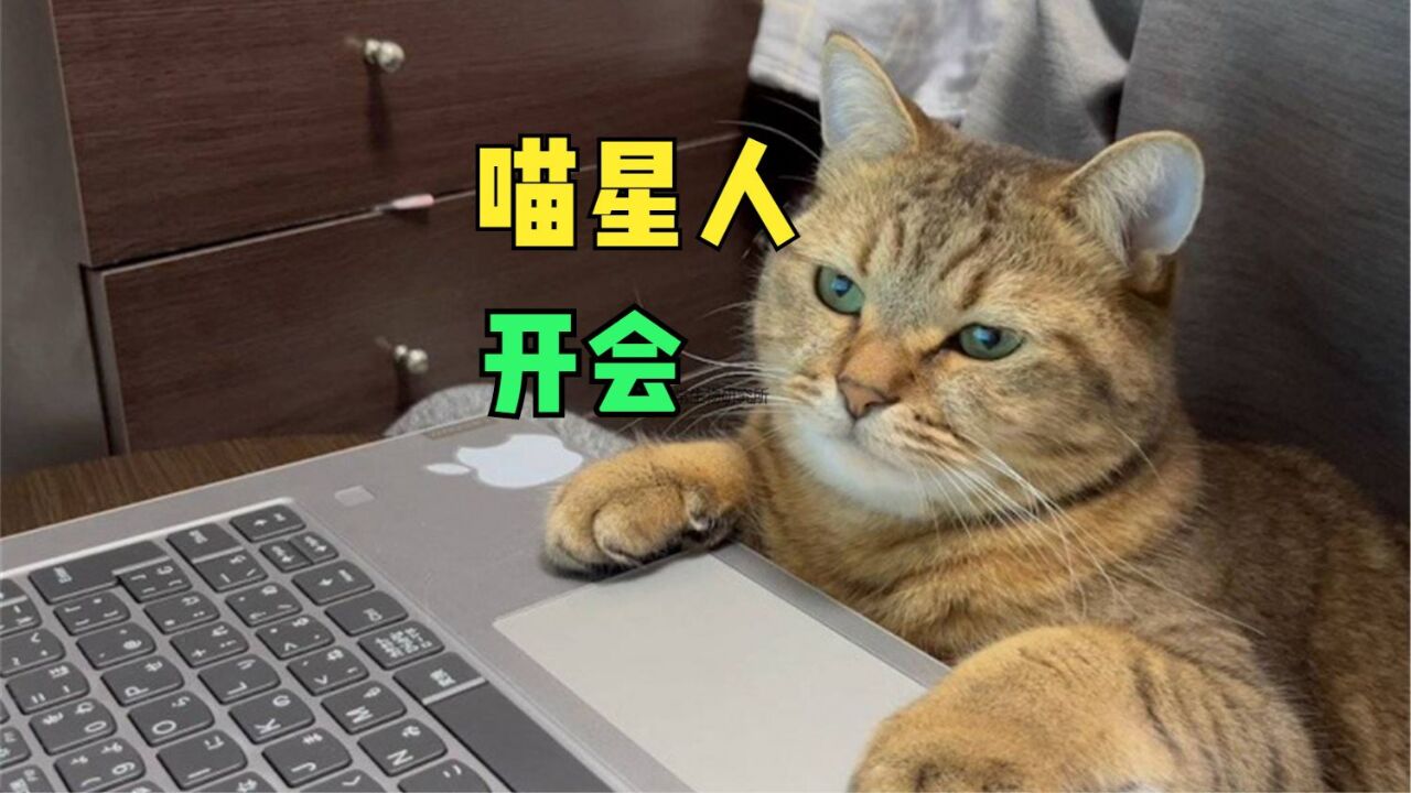 喵星人乱入人类的网络会议,让对面的上司变成猫奴