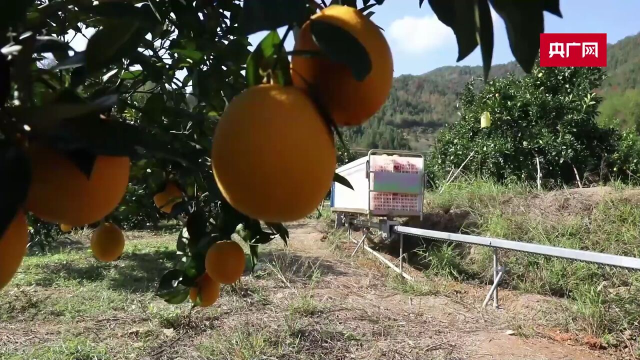 江西上犹:“科技神器”解难题 脐橙坐上“小火车”