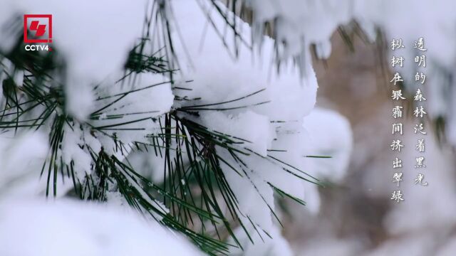 今日大雪