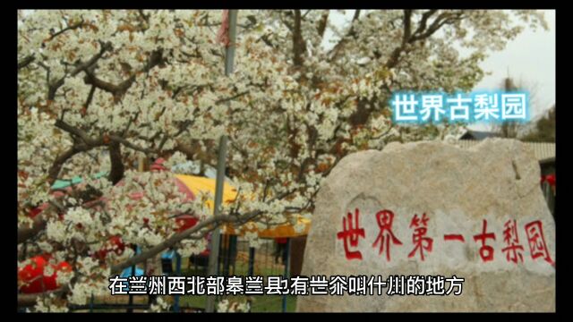 兰州皋兰什川万亩古梨园,300年以上的古梨树有很多,赏梨花不二之地