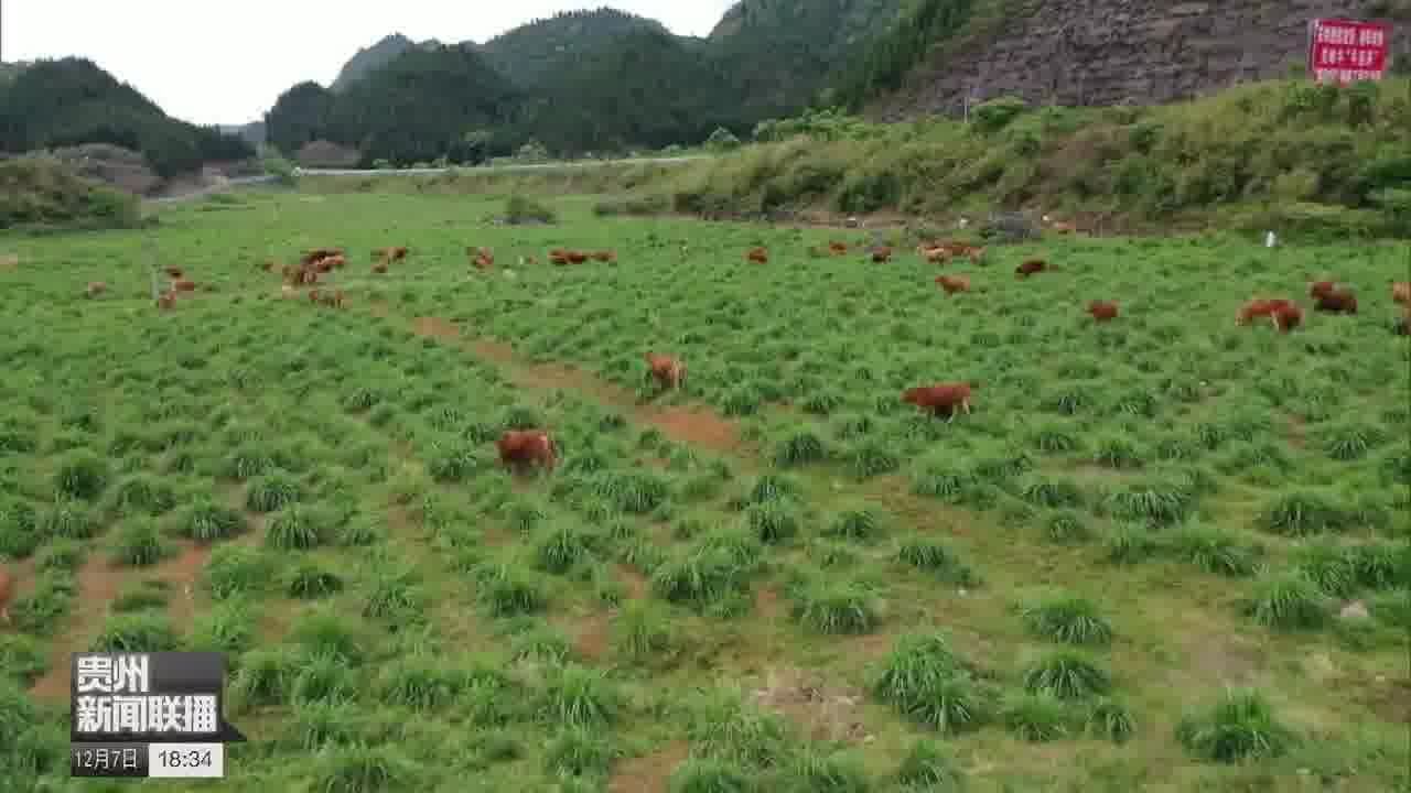 关岭:点石成金 夯实人与自然和谐共生的绿色基石