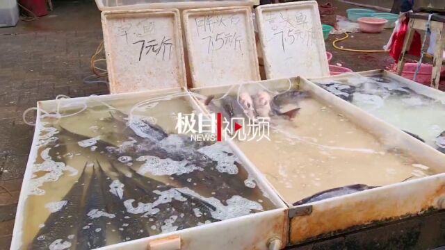 【视频】鱼价一降再降,无论哪天腌鱼都是“优惠日”