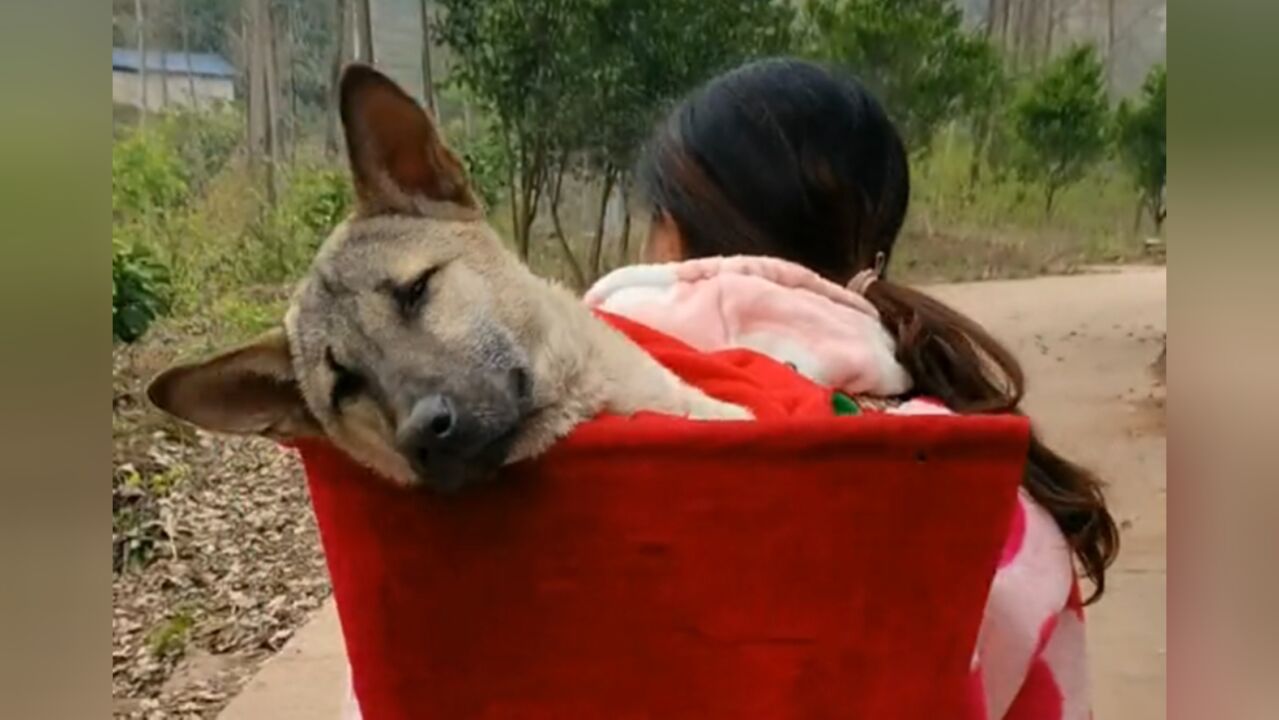 狗子生病自感时日无多,不吃不喝出门挖坑,主人见状背它去治病