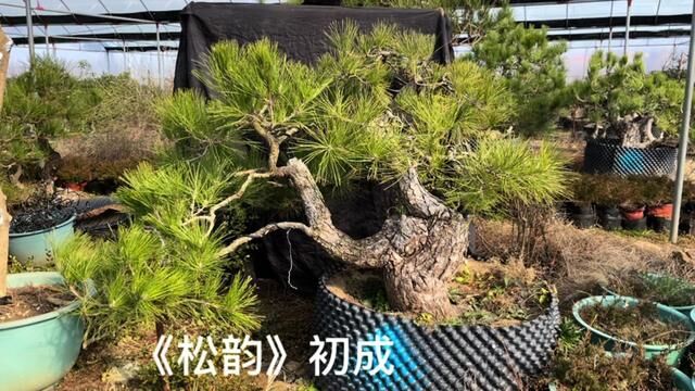 河北80岁大爷酷爱黑松,用40年打造的黑松园,一进门就被震撼到了 #黑松 #黑松盆景 #山松盆景