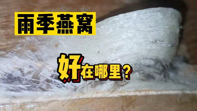 雨季燕窝好在哪里?全网超详细解说