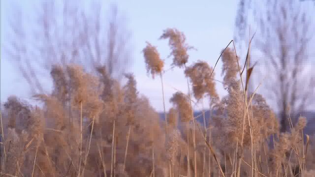 别让怯懦否定自己,别让懒惰耽误了青春#治愈系风景 #随手拍冬日美景