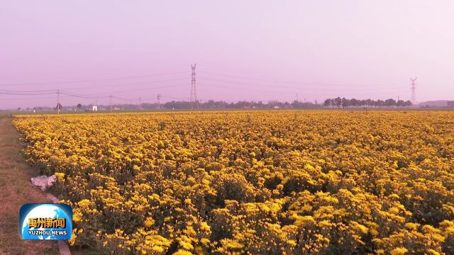 禹州市:中药材喜获丰收 特色产业助力乡村振兴