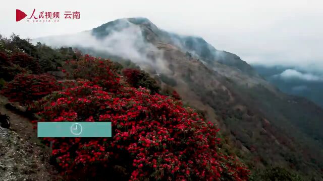 读景 | 24张美图 回放2022年彩云之南春夏秋冬