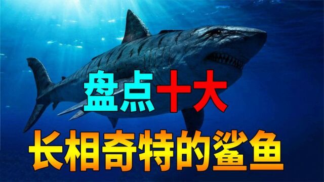 地球上10个长相奇特的鲨鱼,最长的可以活500年,最小只有手掌大